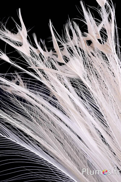 Pavone bianco senza occhi – 50–60 cm – bianco–crema naturale